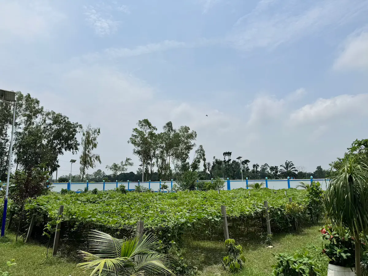 Green agricultural field