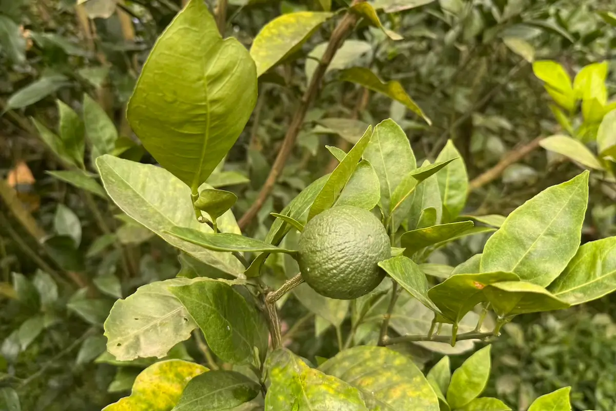 Farm Image